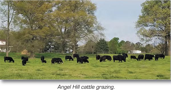 Angel Hill cattle grazing