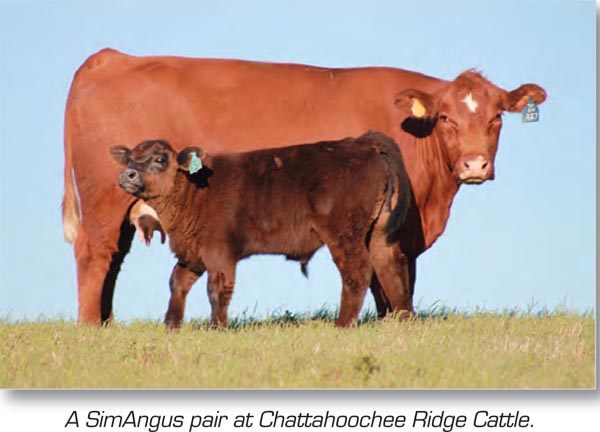 A simAngus pair at Chattahoochee Ridge Cattle