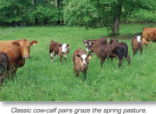 Classic cow-calf pairs graze the spring pasture
