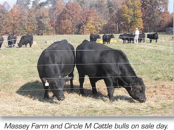Massey Farm and Circle M Cattle bulls on sale day.