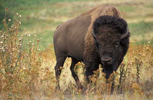 Plains bison bull like that used in the interspecies cross. Photos courtesy of USDA, ARS