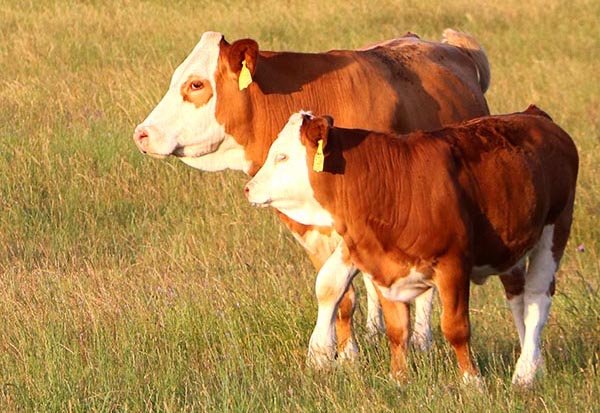 Simmental donor cow (BHR LADY SIEG C235E) and her calf from the previous year. Photo courtesy of Michael Heaton.