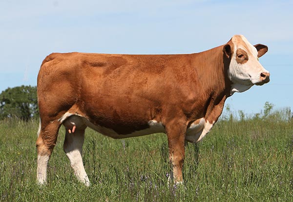 Simmental donor cow (BHR LADY SIEG C235E). Photo courtesy of Fred Schuetze.