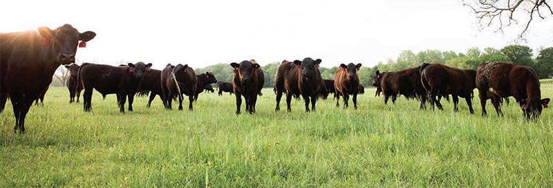 https://www.simangus.us/mags/exploring_reproductive_technology5.jpg