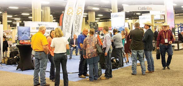Beef Cattle Genetic Solutions